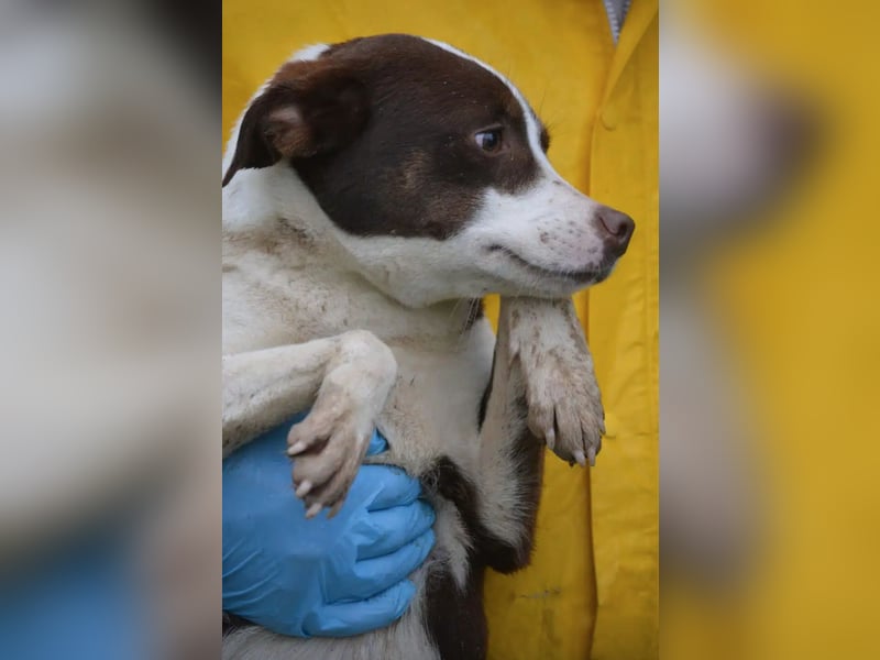 Sehr liebe, verträgliche Junghündin „Wilma“, ca. 2024 geboren, verspielt und lieb, sucht Körbche