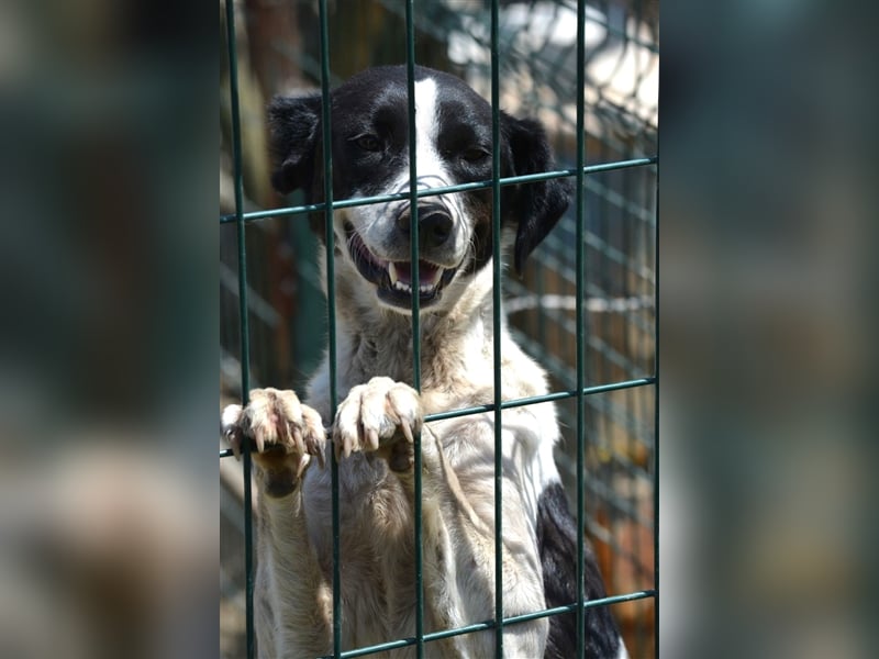 „Basti“, ca. 2021 geboren sucht Zuhause. Lieb und verträglich.