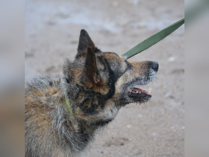 NOTFALL !!! Liebenswerter Zausel „Jurko“, ca. 2017 geb., sehr lieb und absolut menschenbezogen!