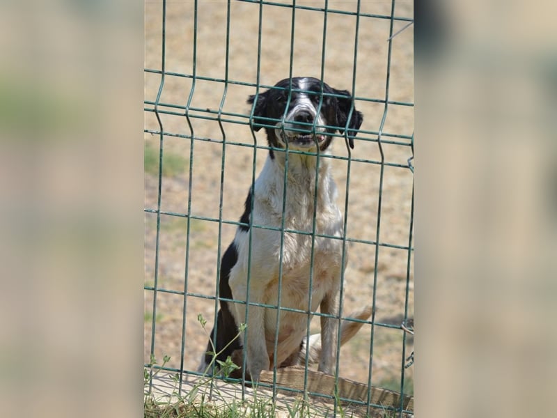 „Basti“, ca. 2021 geboren sucht Zuhause. Lieb und verträglich.