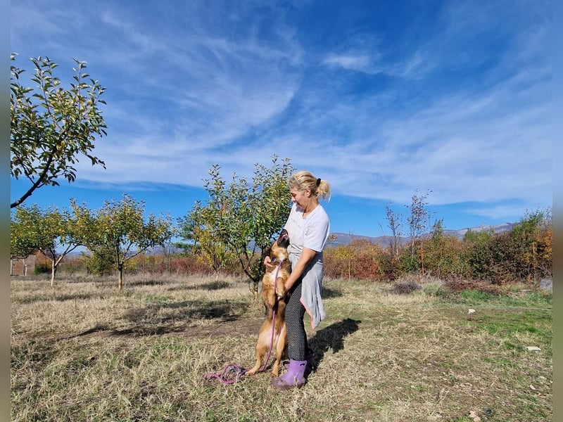 Soni, lieber Mischlingsrüde, ca. 2022/2023 geboren, gut verträglich, noch scheu