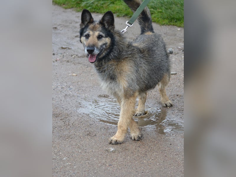 NOTFALL !!! Liebenswerter Zausel „Jurko“, ca. 2017 geb., sehr lieb und absolut menschenbezogen!
