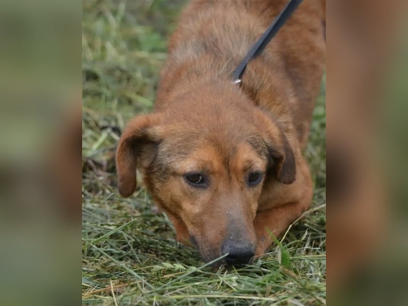 „Katja“, ca. 4-5 Jahre, lieb, menschenbezogen, noch unsicher und ängstlich