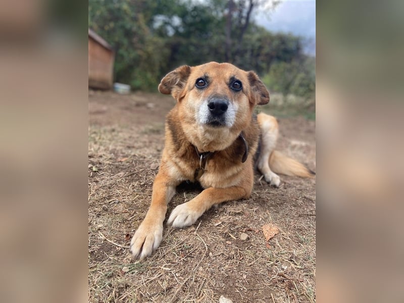 „Kayra“, ca. 6 Jahre alt, die Kleine sucht dringend ein Zuhause