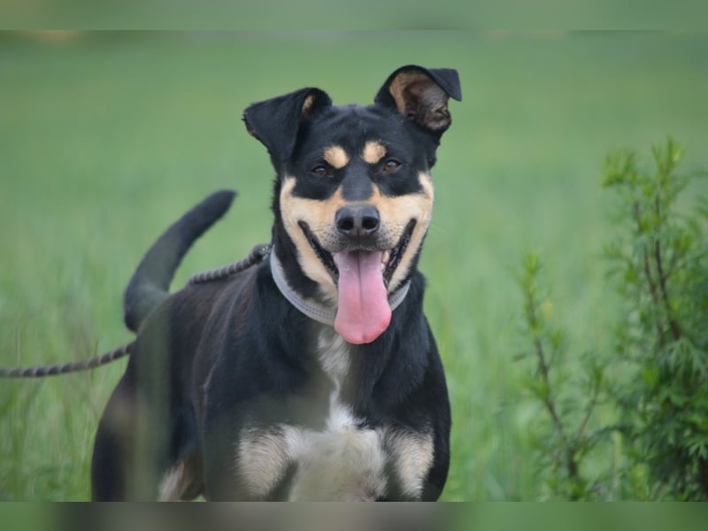 Schmusebacke Fynn möchte was erleben, mit seinen Menschen. Toller Hund!