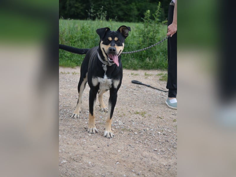 Schmusebacke Fynn möchte was erleben, mit seinen Menschen. Toller Hund!