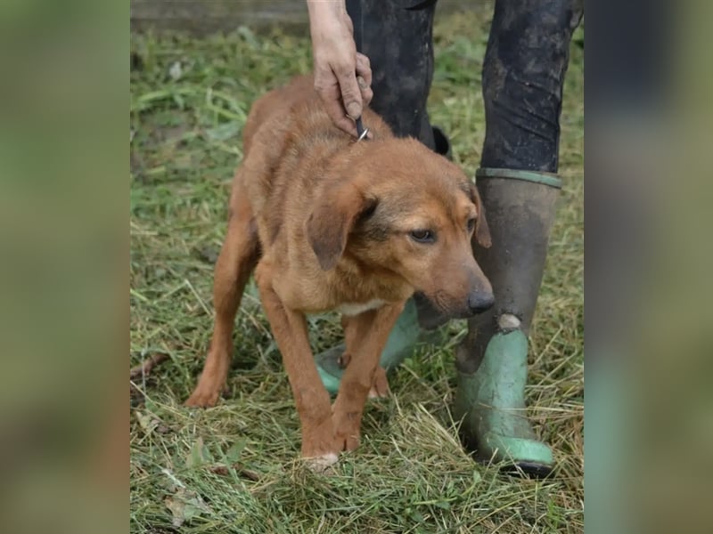 „Katja“, ca. 4-5 Jahre, lieb, menschenbezogen, noch unsicher und ängstlich