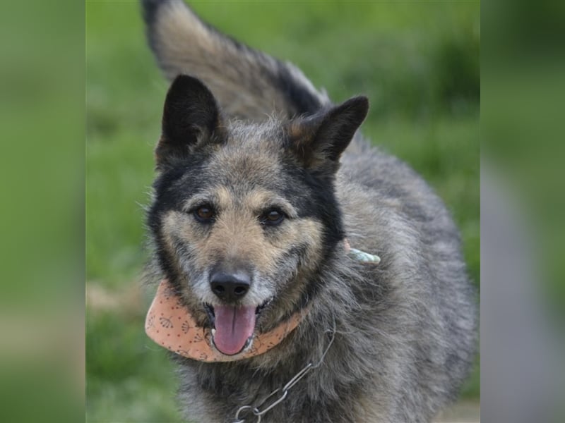 NOTFALL !!! Liebenswerter Zausel „Jurko“, ca. 2017 geb., sehr lieb und absolut menschenbezogen!
