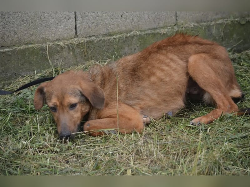 „Katja“, ca. 4-5 Jahre, lieb, menschenbezogen, noch unsicher und ängstlich