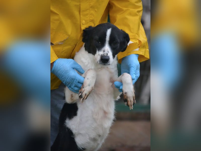 Liebe Mischlingshündin „Pünktchen“, ca. 2022/2023 geb., gut verträglich