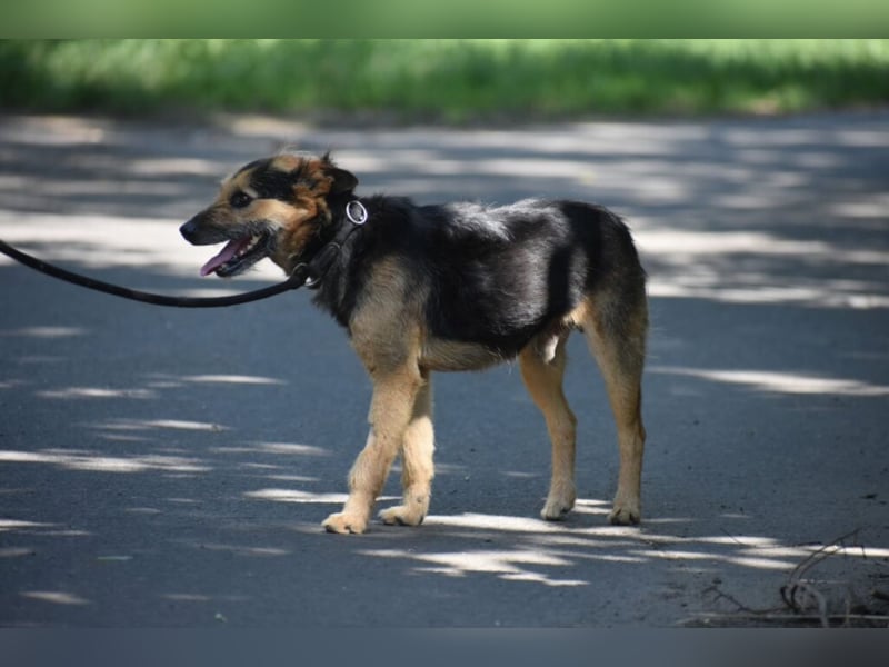 „Moses“ ist ein liebenswerter kleiner Mischling, dessen Herrchen verstorben ist. Geboren ca. 01.2017
