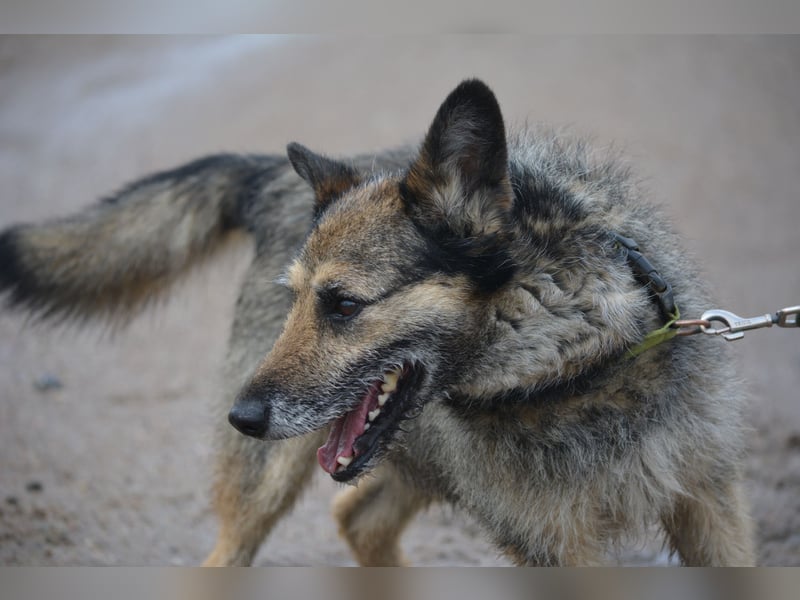 NOTFALL !!! Liebenswerter Zausel „Jurko“, ca. 2017 geb., sehr lieb und absolut menschenbezogen!