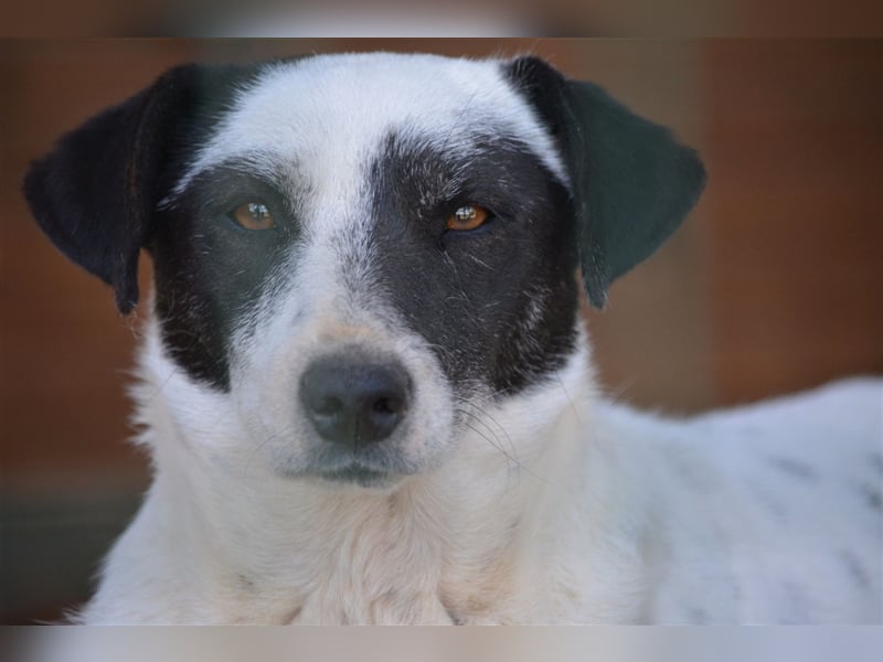 Noch ängstliche aber liebe Hündin „Maggie“, ca. 2021 geboren, gut verträglich