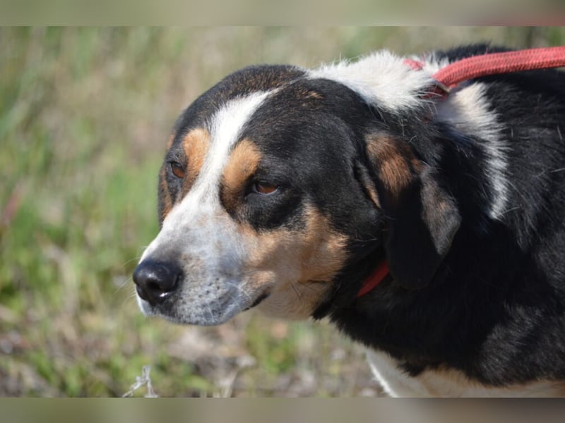 „Tchaika“, ca. 2019 geboren. Hat noch ein wenig Angst, möchte aber gerne nach Hause. SEHR lieb,.