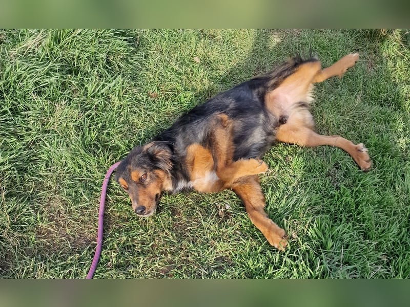 Tom (III), lieber Mischlingsrüde, ca. 2022 geboren, sucht Halter die ihm Sicherheit geben