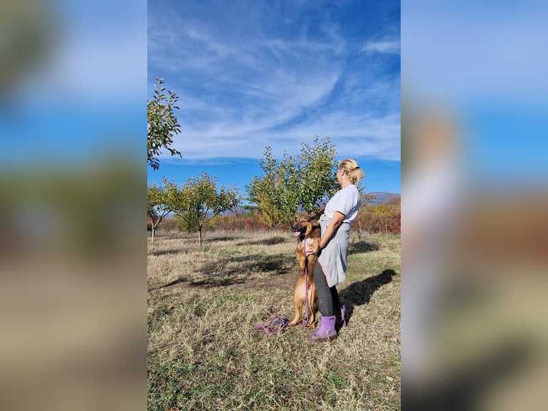 Soni, lieber Mischlingsrüde, ca. 2022/2023 geboren, gut verträglich, noch scheu