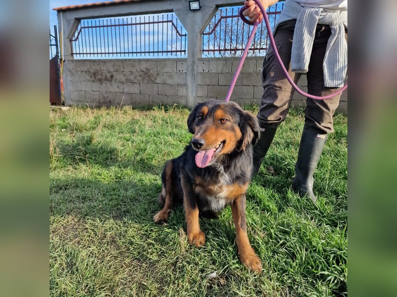 Tom (III), lieber Mischlingsrüde, ca. 2022 geboren, sucht Halter die ihm Sicherheit geben