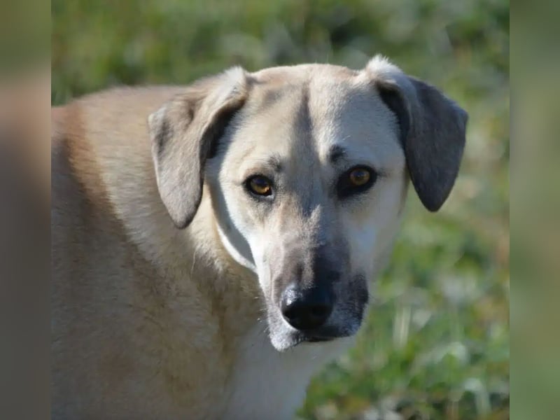 Lieber, sanfter und verschmuster Mischlingsrüde „Benji“, sehr gut verträglich, ca. 2022 geb., lieb