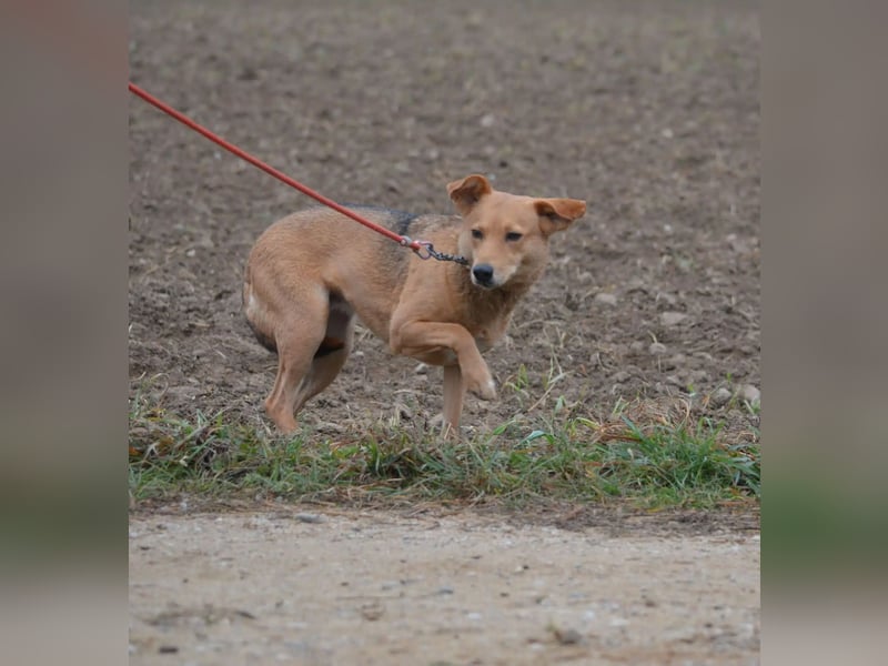 Kleine zurückhaltende Hündin LYDIA, ca. 2019 geboren; gut verträglich, sanftes Wesen, ruhig