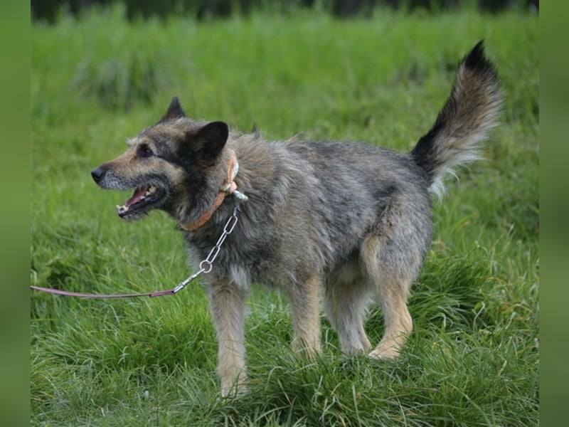 NOTFALL !!! Liebenswerter Zausel „Jurko“, ca. 2017 geb., sehr lieb und absolut menschenbezogen!