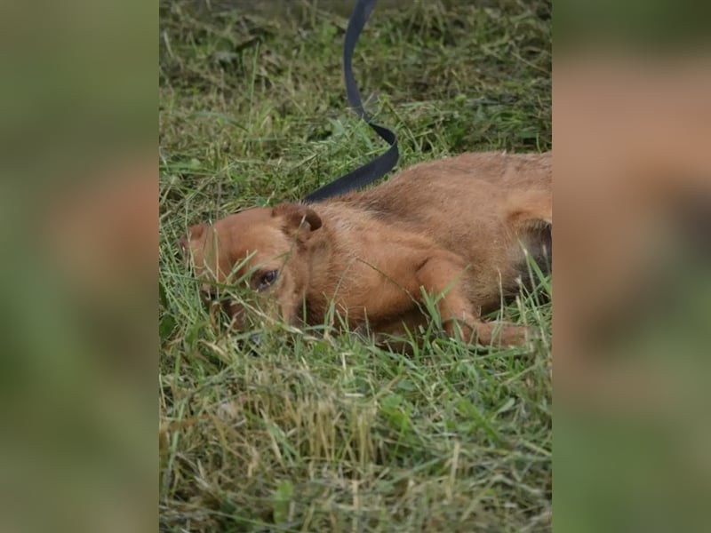 „Britta“, ca. 5 Jahre, lieb, noch scheu und zurückhaltend, sucht stabiles Zuhause