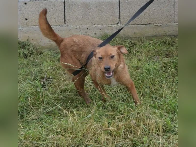 „Britta“, ca. 5 Jahre, lieb, noch scheu und zurückhaltend, sucht stabiles Zuhause