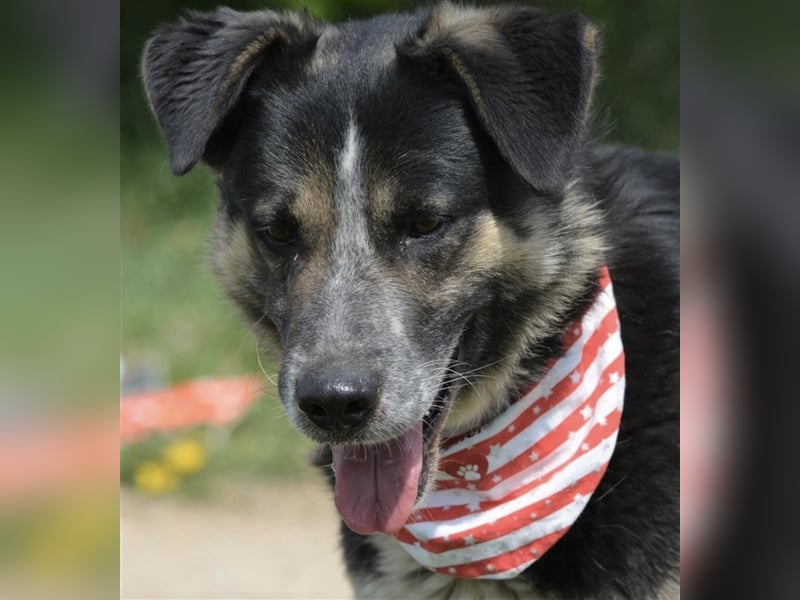 Karlos - Lieber Rüde, ca. 2018 geboren, sucht Zuhause, Familienhund, aktiv