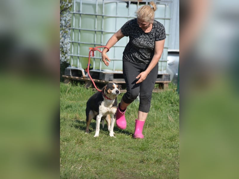 „Tchaika“, ca. 2019 geboren. Hat noch ein wenig Angst, möchte aber gerne nach Hause. SEHR lieb,.