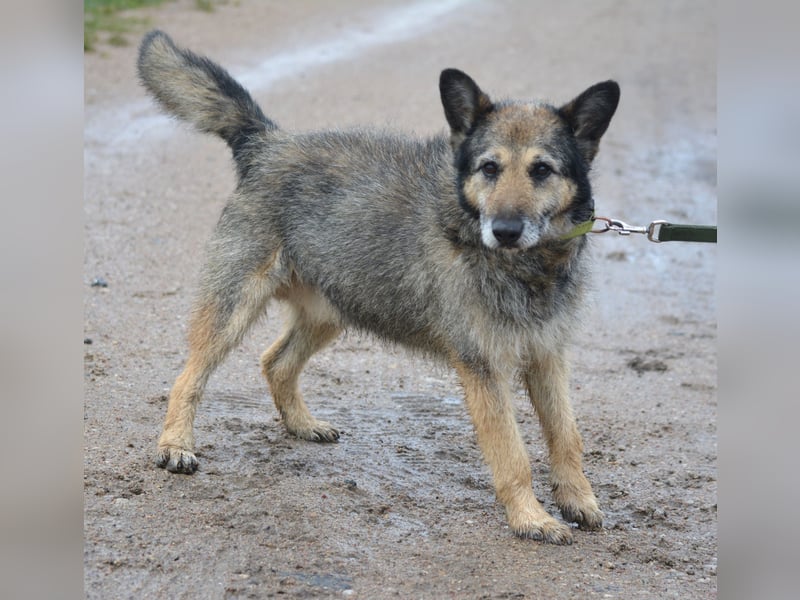 NOTFALL !!! Liebenswerter Zausel „Jurko“, ca. 2017 geb., sehr lieb und absolut menschenbezogen!