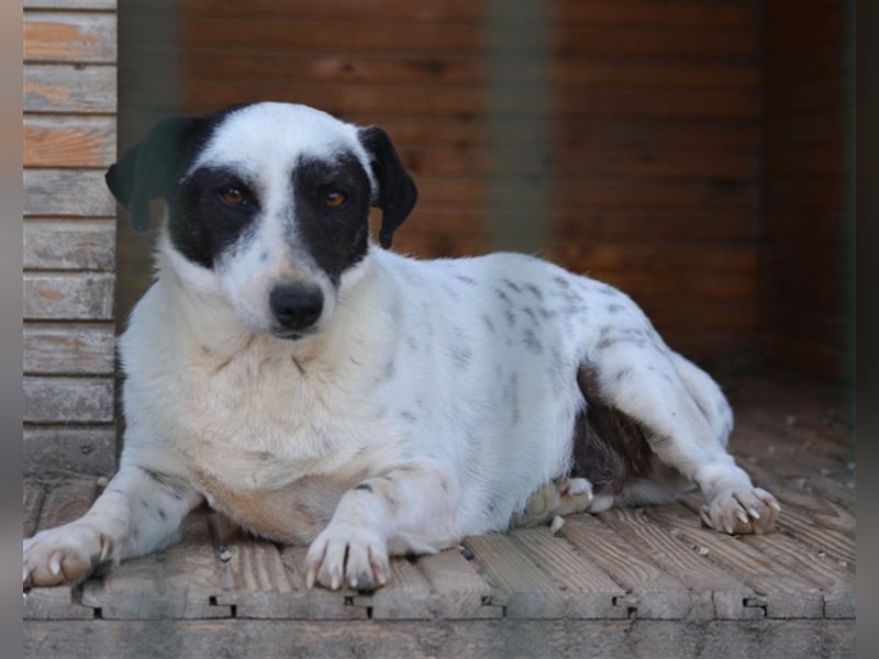 Noch ängstliche aber liebe Hündin „Maggie“, ca. 2021 geboren, gut verträglich