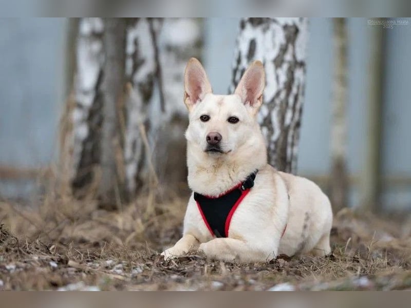 Vorsichtiger Theo sucht ruhiges Zuhause