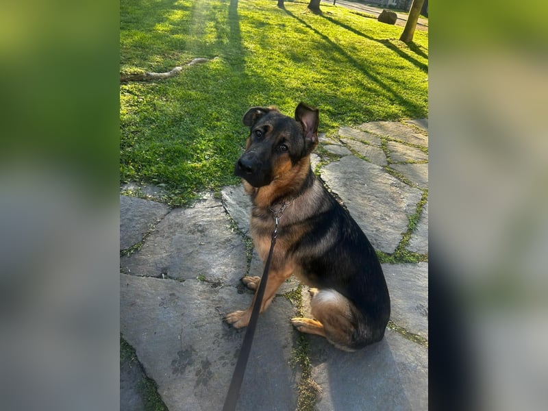 Bildschöner SchäferhundMischling Aron(1J.,40kg)sucht erfahrene Hände