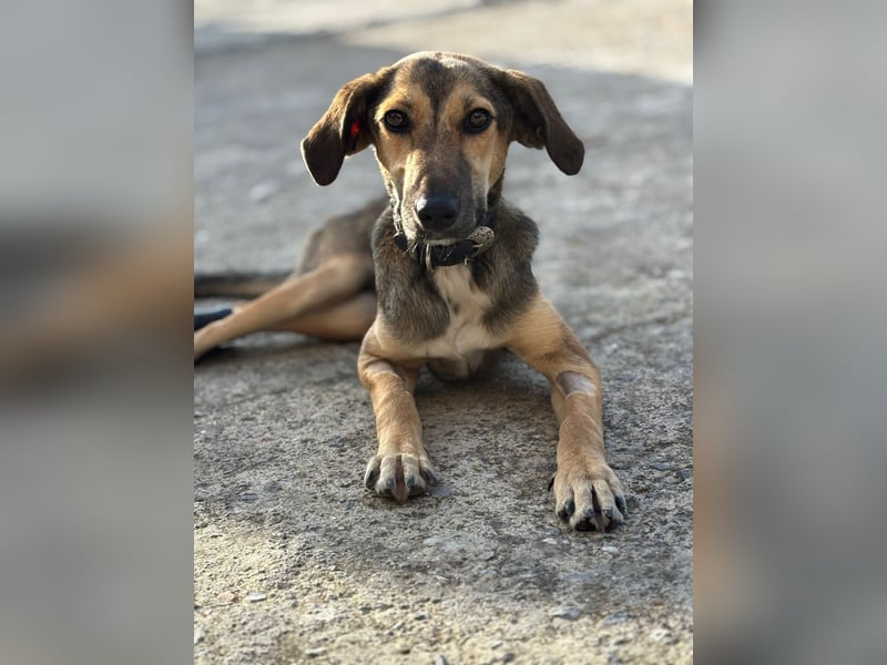 JUNO sucht ein Zuhause