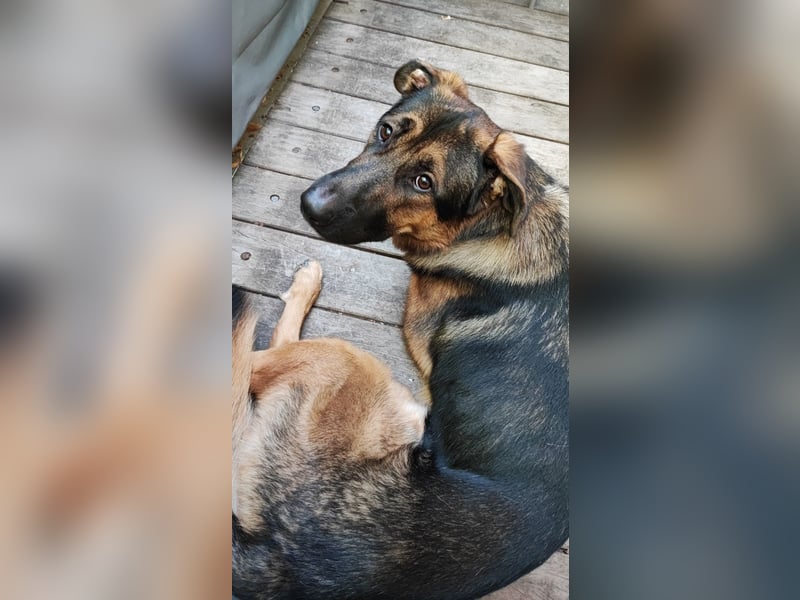 Bildschöner SchäferhundMischling Aron(1J.,40kg)sucht erfahrene Hände
