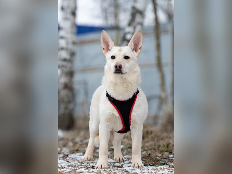 Vorsichtiger Theo sucht ruhiges Zuhause