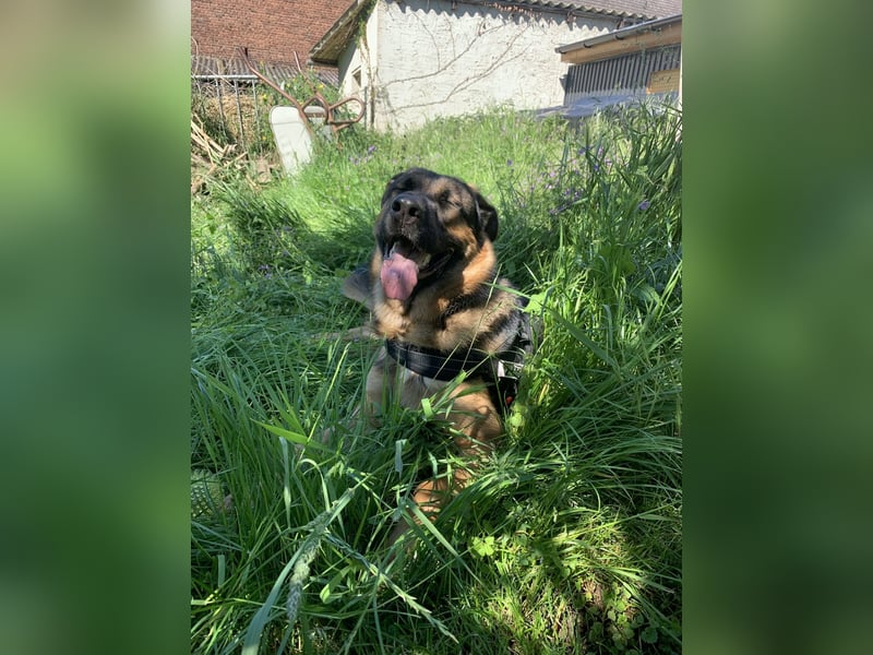 Bildschöner SchäferhundMischling Aron(1J.,40kg)sucht erfahrene Hände