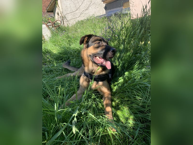 Bildschöner SchäferhundMischling Aron(1J.,40kg)sucht erfahrene Hände