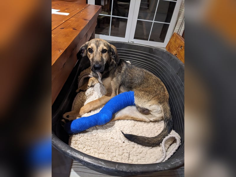 JUNO sucht ein Zuhause