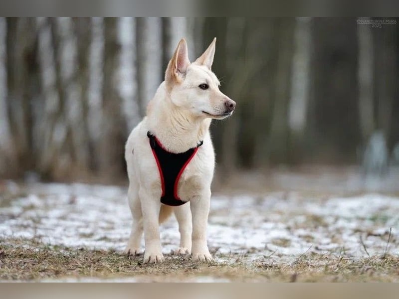 Vorsichtiger Theo sucht ruhiges Zuhause