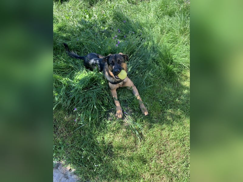 Bildschöner SchäferhundMischling Aron(1J.,40kg)sucht erfahrene Hände