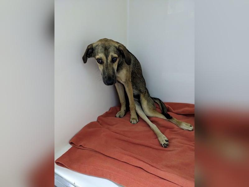 JUNO sucht ein Zuhause