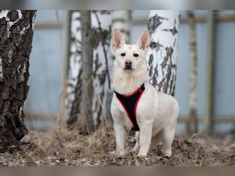 Vorsichtiger Theo sucht ruhiges Zuhause