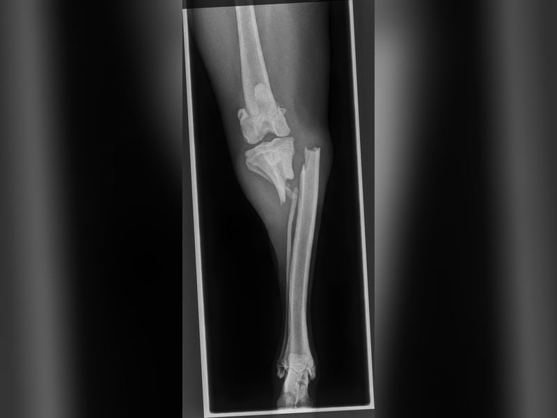 JUNO sucht ein Zuhause