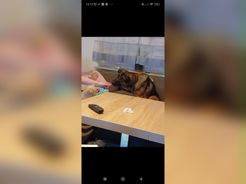 Bildschöner SchäferhundMischling Aron(1J.,40kg)sucht erfahrene Hände