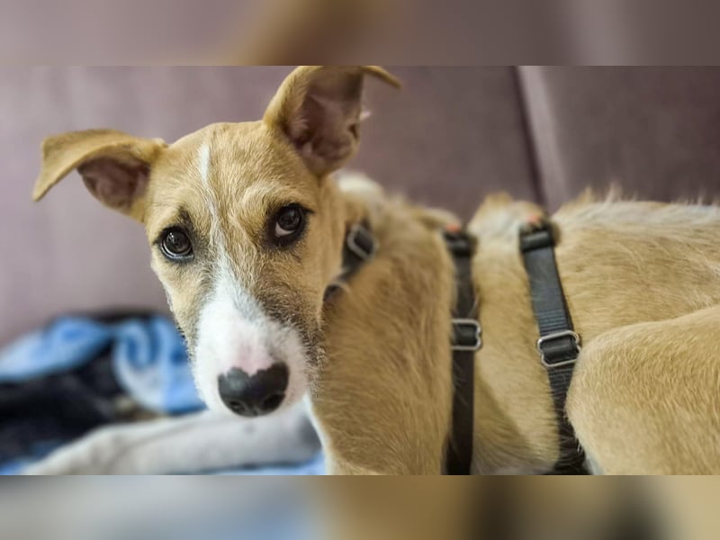 Lia, kleine Hundedame in Deutschland