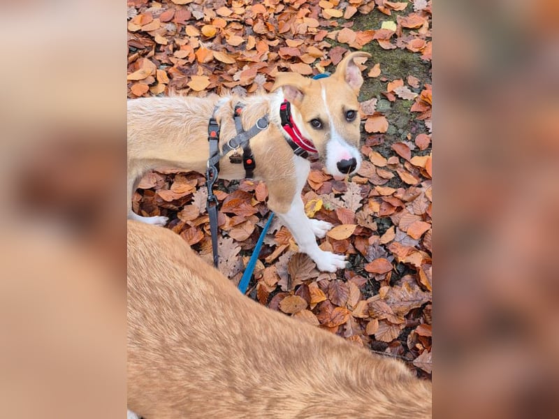 Lia, kleine Hundedame in Deutschland