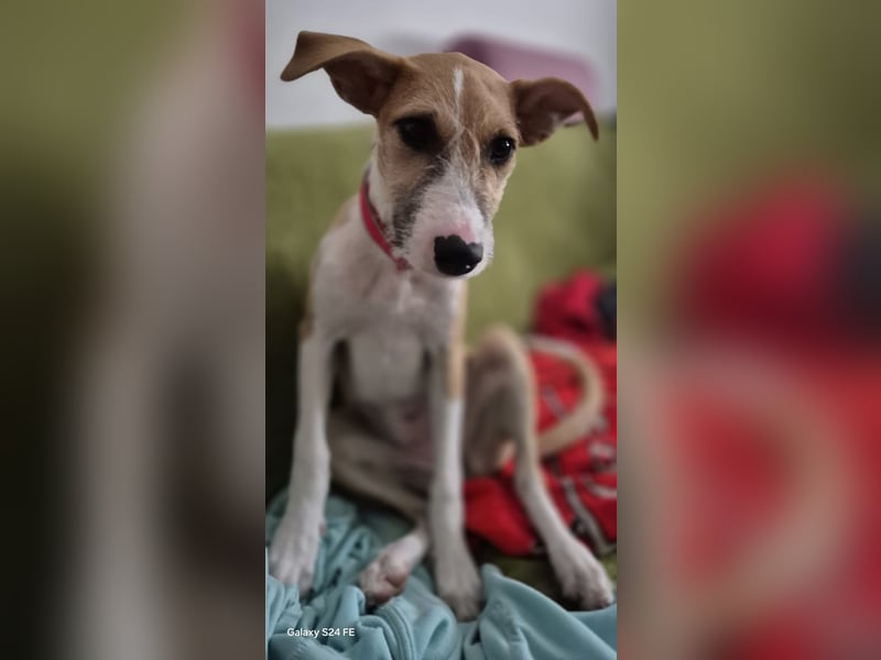 Lia, kleine Hundedame in Deutschland