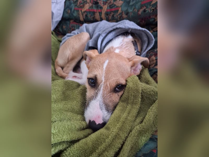 Lia, kleine Hundedame in Deutschland