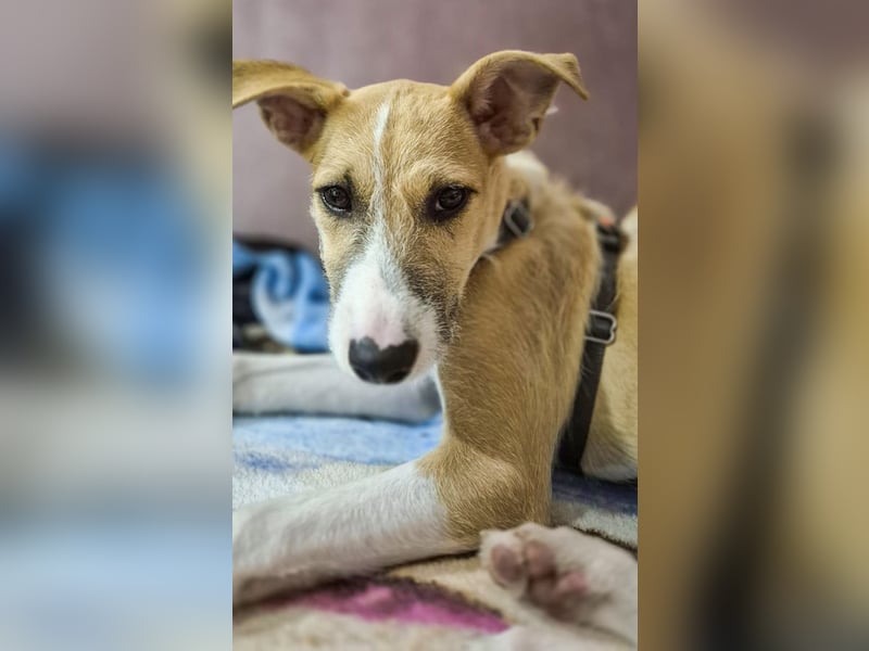 Lia, kleine Hundedame in Deutschland