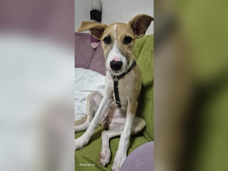 Lia, kleine Hundedame in Deutschland